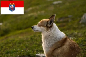 Read more about the article Norske lundehundeopdrættere og hvalpe i Hessen