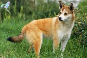 Read more about the article Norske lundehundeopdrættere og hvalpe i Nordjylland