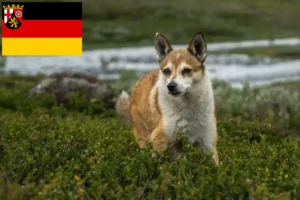 Read more about the article Norske lundehundeopdrættere og hvalpe i Rheinland-Pfalz
