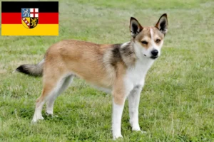 Read more about the article Norske lundehundeopdrættere og hvalpe i Saarland