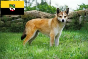 Read more about the article Norske lundehundeopdrættere og hvalpe i Sachsen-Anhalt