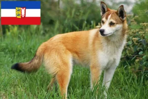 Read more about the article Norske lundehundeopdrættere og hvalpe i Slesvig-Holsten
