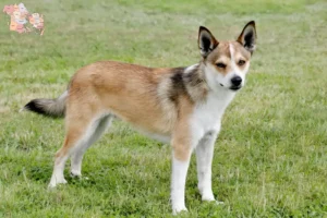 Read more about the article Norske lundehundeopdrættere og hvalpe i Syddanmark