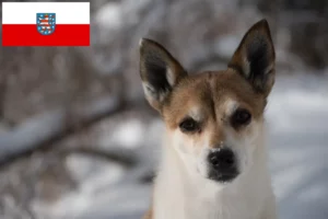 Read more about the article Norske lundehundeopdrættere og hvalpe i Thüringen