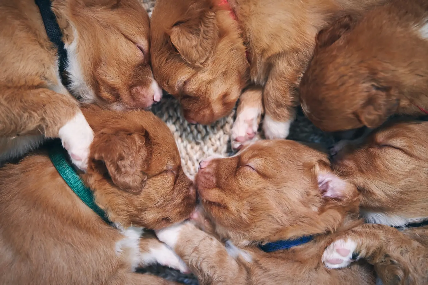 At købe en Nova Scotia Duck Tolling Retriever-hvalp betyder at tage ansvar! Køb Nova Scotia Duck Tolling Retriever hvalpe.