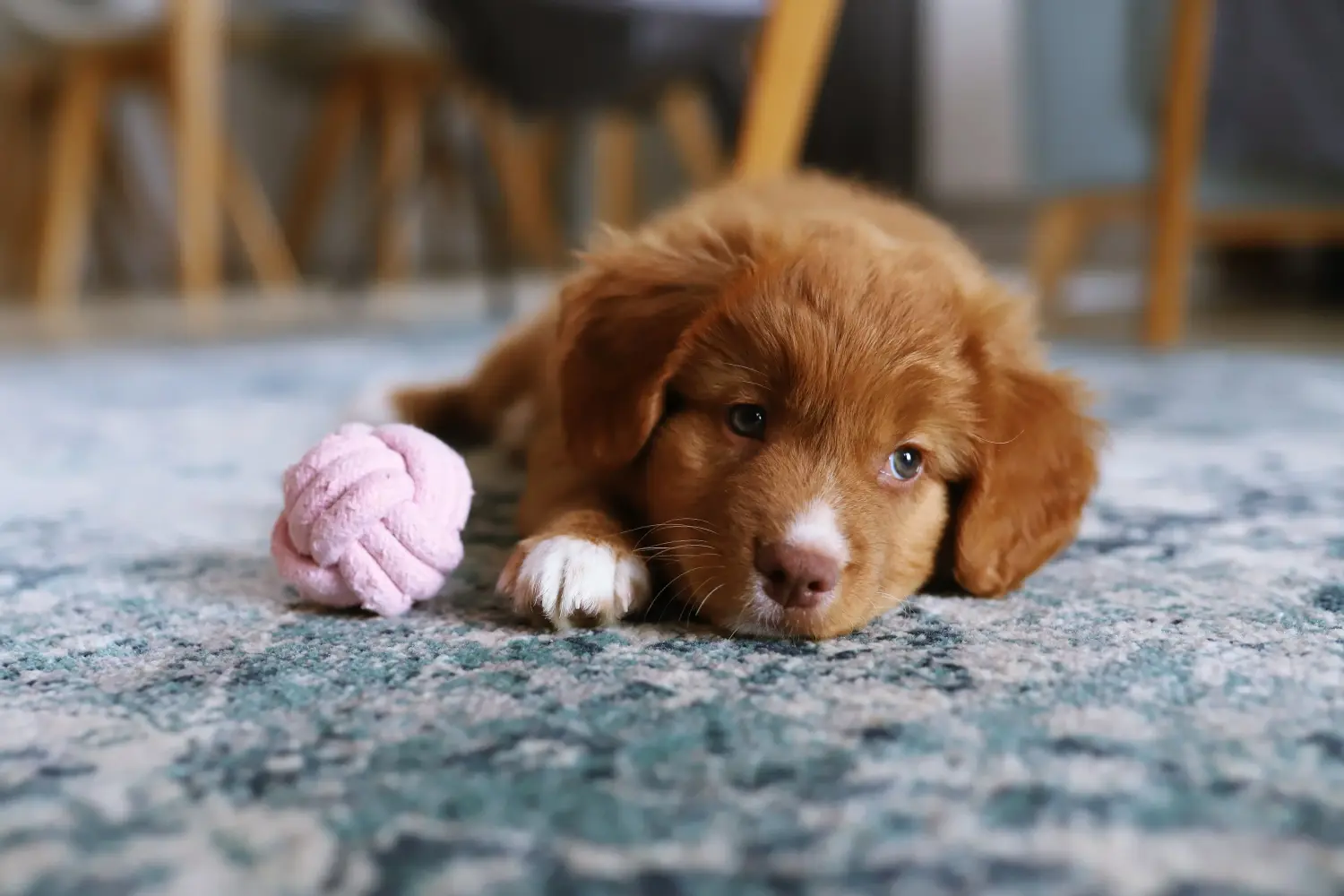 At købe en Nova Scotia Duck Tolling Retriever-hvalp betyder at tage ansvar! Køb Nova Scotia Duck Tolling Retriever hvalpe.