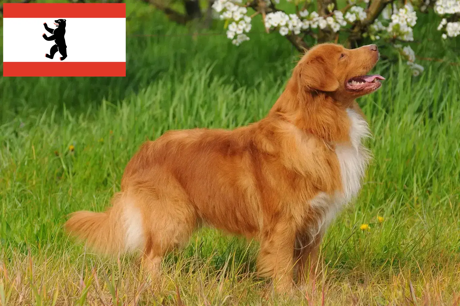 Read more about the article Nova Scotia Duck Tolling Retriever opdrættere og hvalpe i Berlin