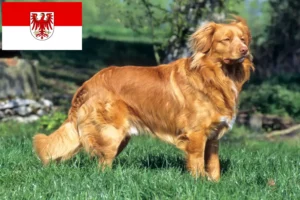 Read more about the article Nova Scotia Duck Tolling Retriever opdrættere og hvalpe i Brandenburg