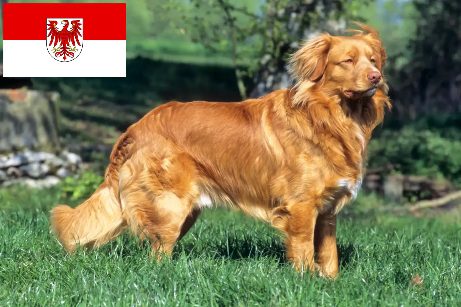 Read more about the article Nova Scotia Duck Tolling Retriever opdrættere og hvalpe i Brandenburg