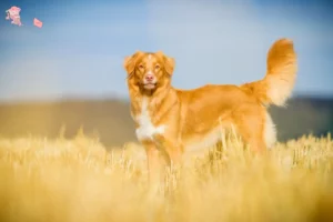 Read more about the article Nova Scotia Duck Tolling Retriever opdrættere og hvalpe i Hovedstaden