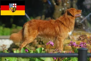 Read more about the article Nova Scotia Duck Tolling Retriever opdrættere og hvalpe i Saarland