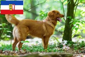 Read more about the article Nova Scotia Duck Tolling Retriever opdrættere og hvalpe i Schleswig-Holstein