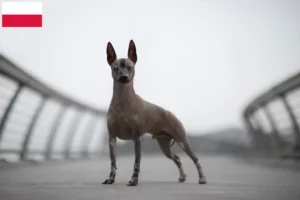 Read more about the article Peruviansk hårløs hundeopdrætter og hvalpe i Polen