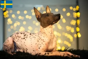 Read more about the article Peruviansk hårløs hundeopdrætter og hvalpe i Sverige