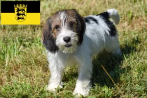 Read more about the article Petit Basset Griffon Vendéen opdrættere og hvalpe i Baden-Württemberg