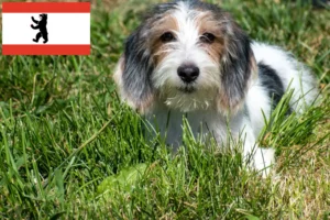 Read more about the article Petit Basset Griffon Vendéen opdrættere og hvalpe i Berlin