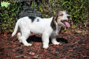 Read more about the article Petit Basset Griffon Vendéen opdrættere og hvalpe i Midtjylland