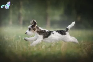 Read more about the article Petit Basset Griffon Vendéen opdrættere og hvalpe i Nordjylland