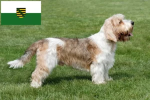 Read more about the article Petit Basset Griffon Vendéen opdrættere og hvalpe i Sachsen