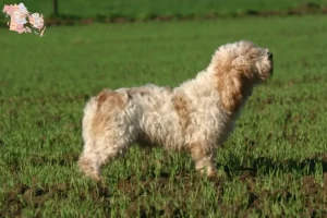 Read more about the article Petit Basset Griffon Vendéen opdrættere og hvalpe i Syddanmark