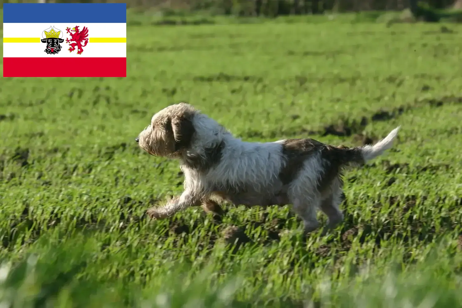 Petit Basset Griffon Vendéen hvalpe og opdrættere Mecklenburg-Vorpommern Find Petit Basset Griffon Vendéens opdrættere i Mecklenburg-Vorpommern.