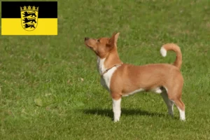 Read more about the article Podenco-opdrættere og hvalpe i Baden-Württemberg