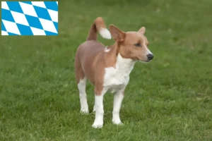 Read more about the article Podenco-opdrættere og hvalpe i Bayern