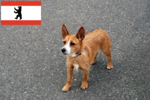 Read more about the article Podenco-opdrættere og hvalpe i Berlin