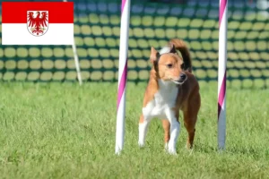Read more about the article Podenco-opdrættere og hvalpe i Brandenburg