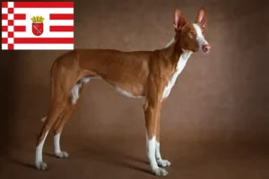 Read more about the article Podenco-opdrættere og hvalpe i Bremen