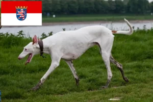 Read more about the article Podenco-opdrættere og hvalpe i Hessen