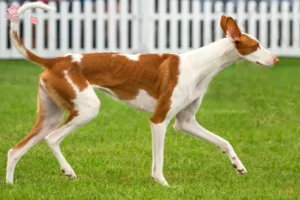 Read more about the article Podenco-opdrættere og hvalpe i Hovedstaden