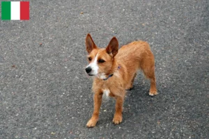 Read more about the article Podenco-opdrættere og hvalpe i Italien