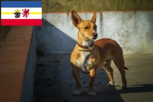 Read more about the article Podenco-opdrættere og hvalpe i Mecklenburg-Vorpommern