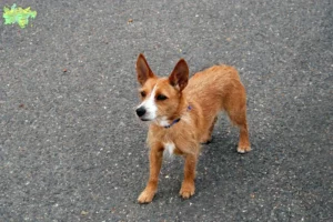 Read more about the article Podenco opdrættere og hvalpe i Midtjylland