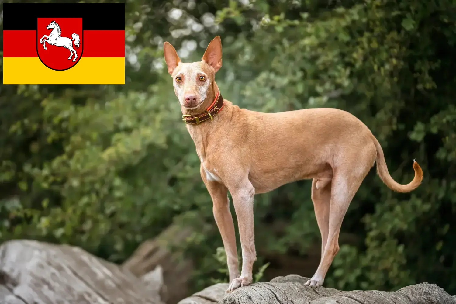 Podenco hvalpe og opdrættere Niedersachsen Her kan du finde Podencos-opdrættere i Niedersachsen.