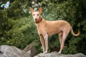 Read more about the article Podenco-opdrættere og hvalpe i Nordjylland