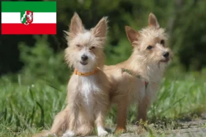 Read more about the article Podenco opdrættere og hvalpe i Nordrhein-Westfalen