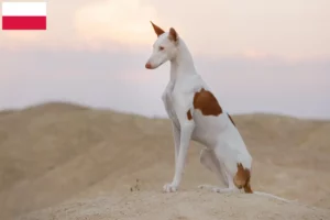 Read more about the article Podenco-opdrættere og hvalpe i Polen