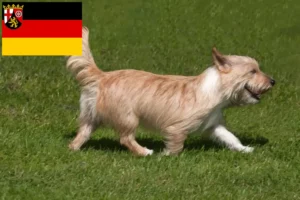 Read more about the article Podenco-opdrættere og hvalpe i Rheinland-Pfalz