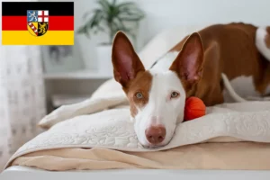 Read more about the article Podenco-opdrættere og hvalpe i Saarland