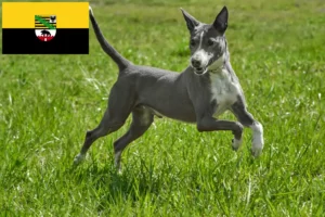 Read more about the article Podenco-opdrættere og hvalpe i Sachsen-Anhalt