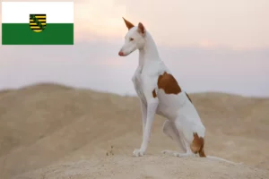 Read more about the article Podenco-opdrættere og hvalpe i Sachsen