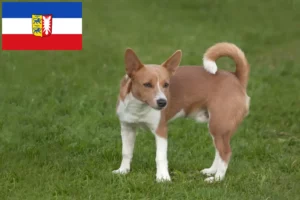 Read more about the article Podenco-opdrættere og hvalpe i Slesvig-Holsten