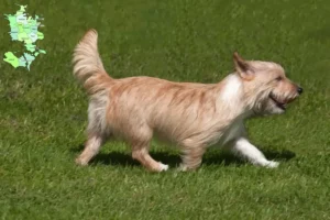 Read more about the article Podenco-opdrættere og hvalpe på Sjælland