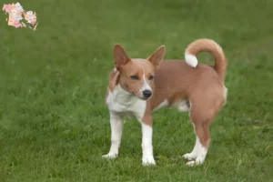 Read more about the article Podenco opdrættere og hvalpe i Syddanmark