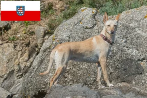 Read more about the article Podenco-opdrættere og hvalpe i Thüringen