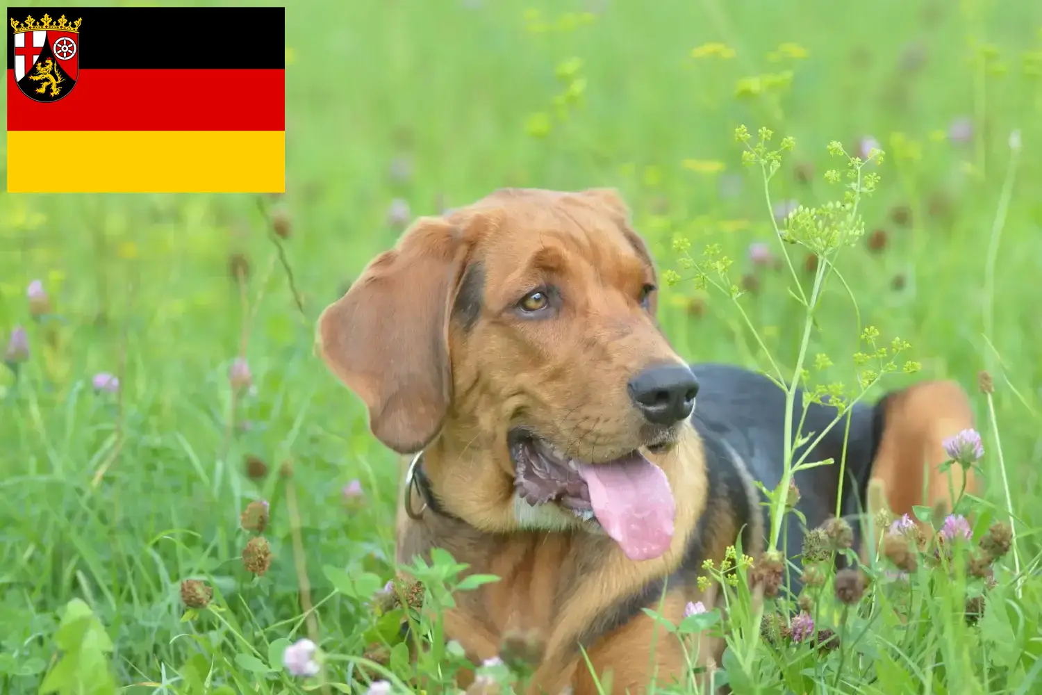 Polish Bracke hvalpe og opdrættere Rheinland-Pfalz Her kan du finde polske Bracken-opdrættere i Rheinland-Pfalz.