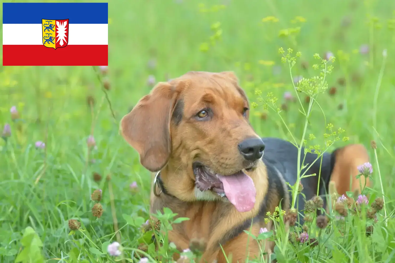 Polish Bracke hvalpe og opdrættere Schleswig-Holstein Her kan du finde polske Bracken-opdrættere i Slesvig-Holsten.
