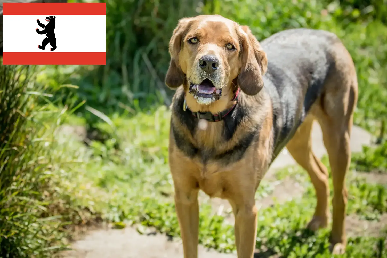 Polish Bracke hvalpe og opdrætter Berlin Her kan du finde polske Bracken-opdrættere i Berlin.